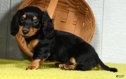 Miniature Dachshund dogs for sale: Dora - Image 8