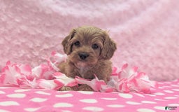Cavapoo dogs for sale: Apollo - Image 7
