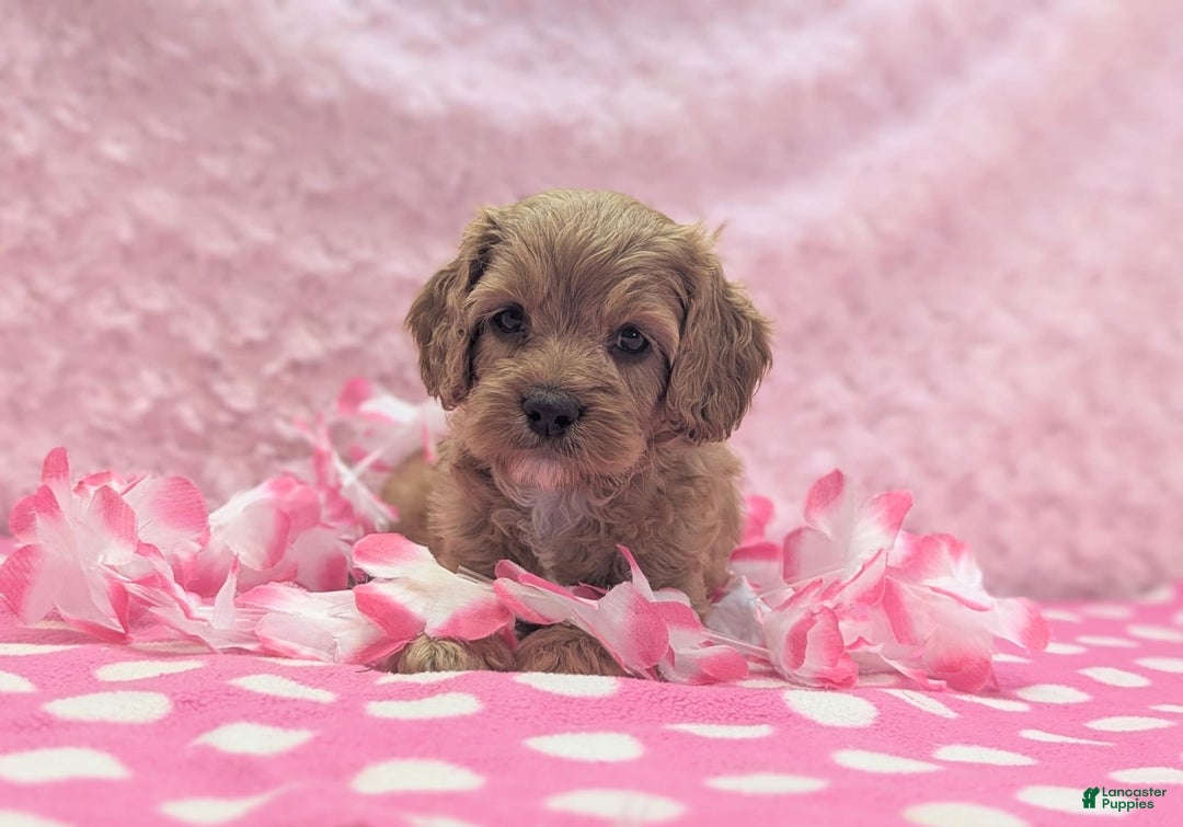 Cavapoo dogs for sale: Apollo - Image 7