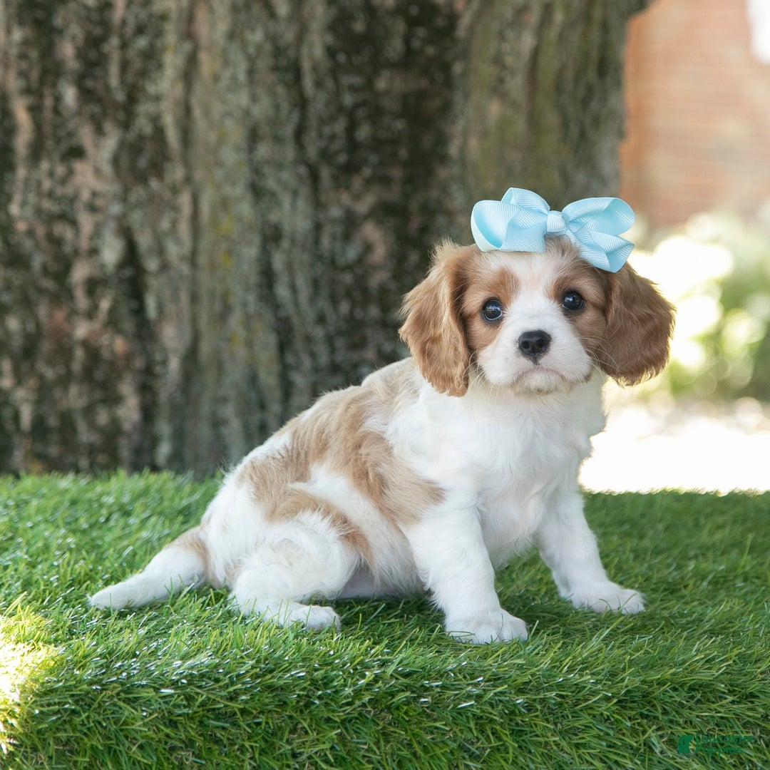 Cavalier King Charles Spaniel dogs for sale: Sasha - Image 7