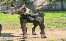 Doberman Pinscher dogs for sale: Aspen - Image 3
