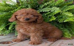 Mini Goldendoodle dogs for sale: Mini -lilly - Image 30