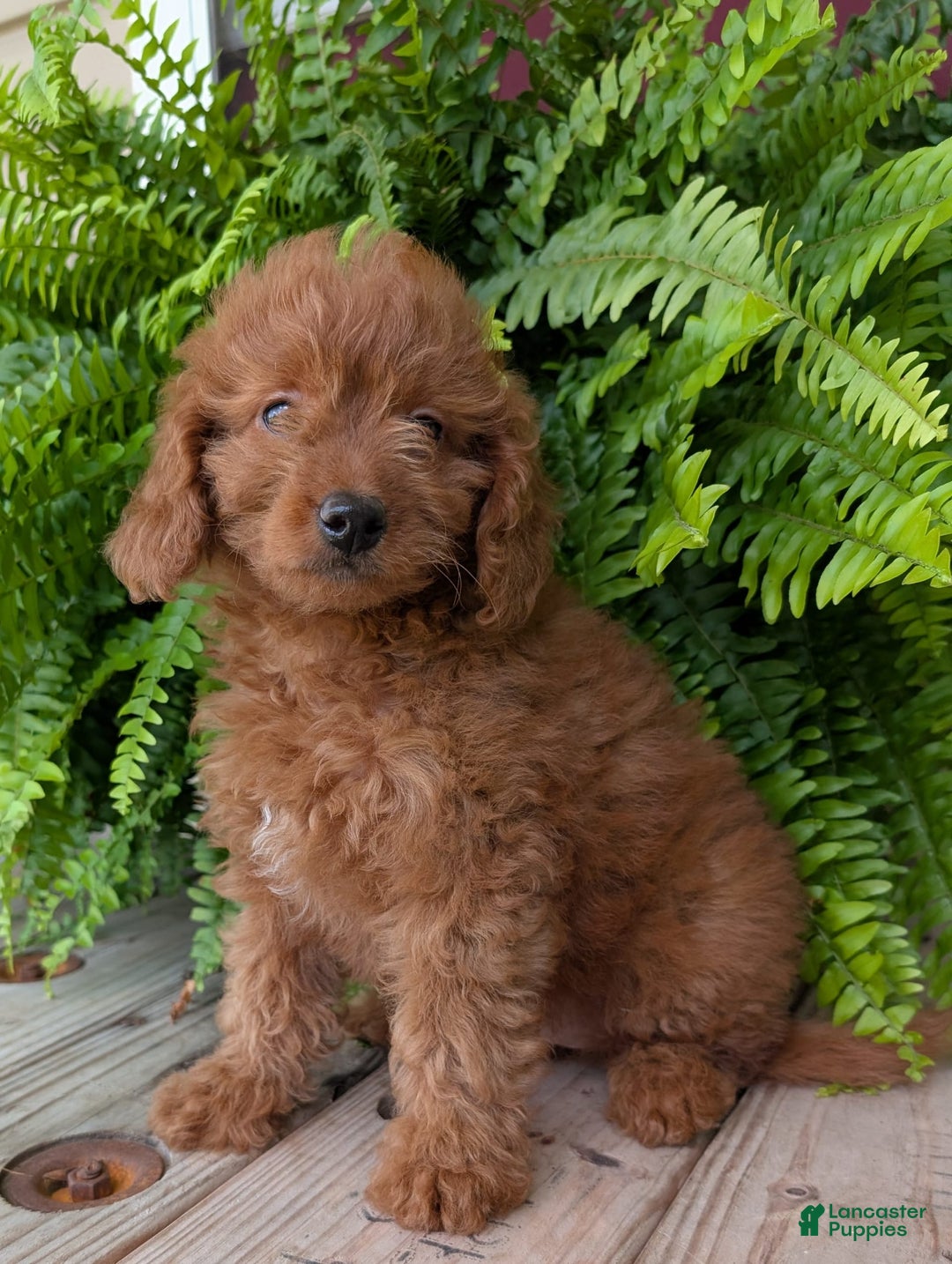 Mini Goldendoodle dogs for sale: Mini -lilly - Image 30
