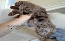 Standard Poodle dogs for sale: Amos - Image 2