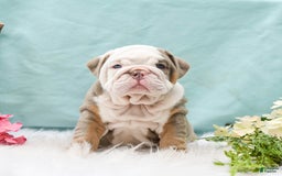 English Bulldog dogs for sale: Buster - Image 2