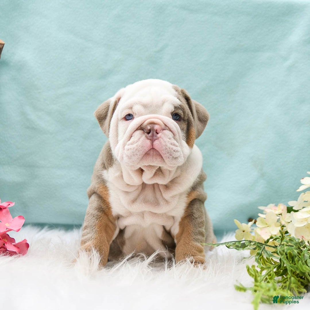 English Bulldog dogs for sale: Buster - Image 2