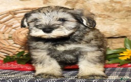 Miniature Schnauzer dogs for sale: Frosty - Image 5