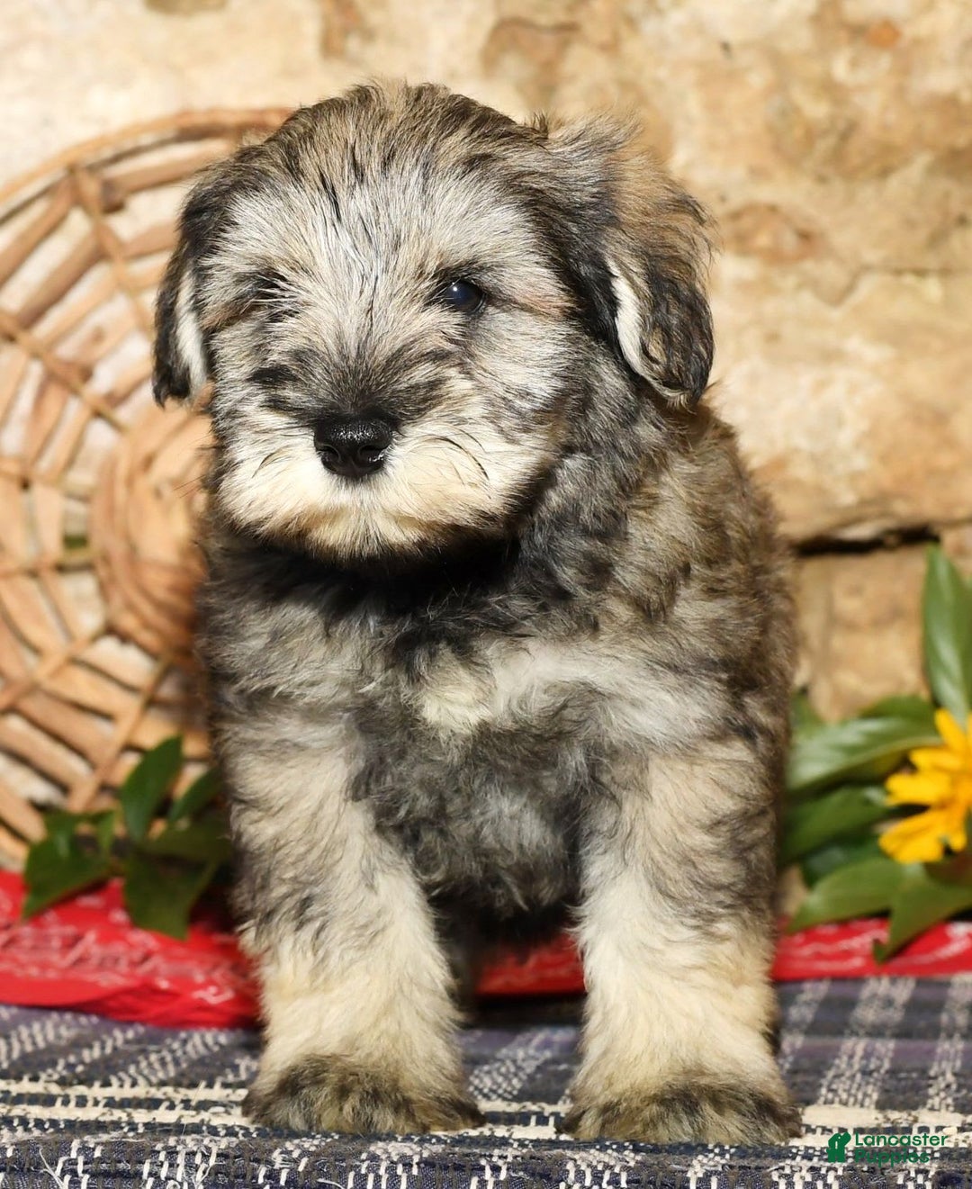 Miniature Schnauzer dogs for sale: Frosty - Image 5