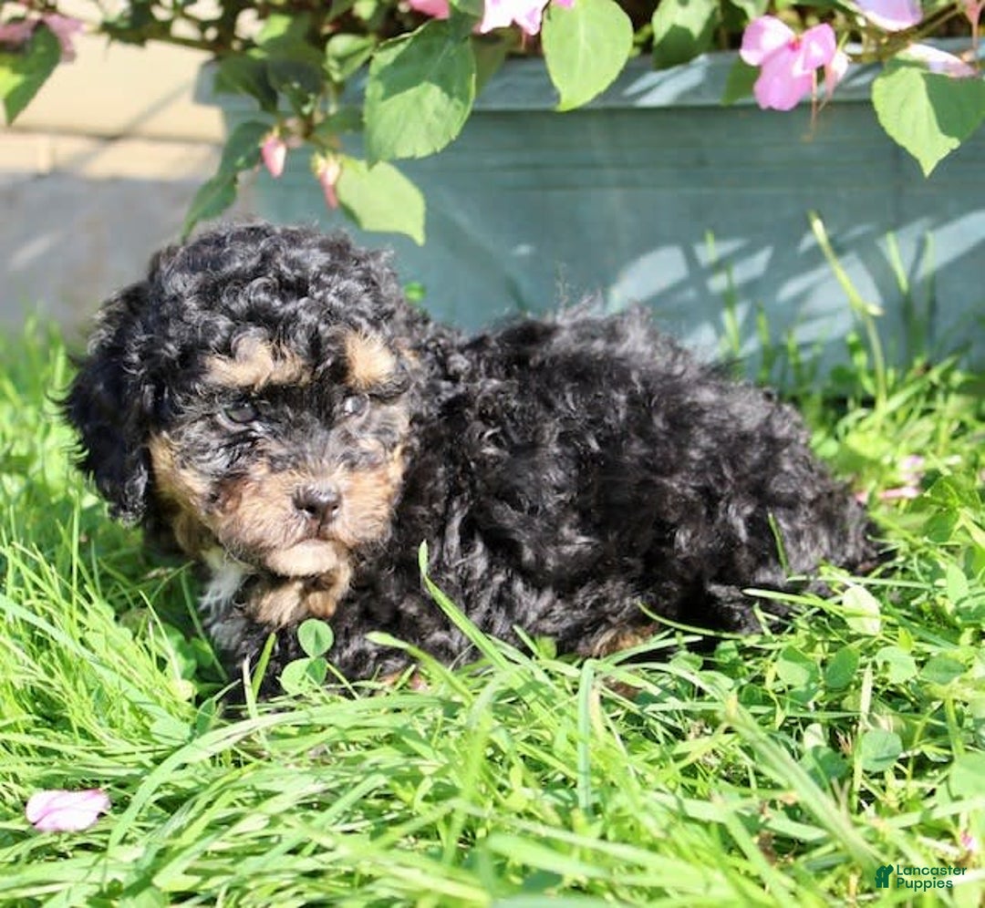 Shihpoo dogs for sale: Molly - Image 6