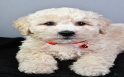 Bichpoo dogs for sale: Splash - Image 7