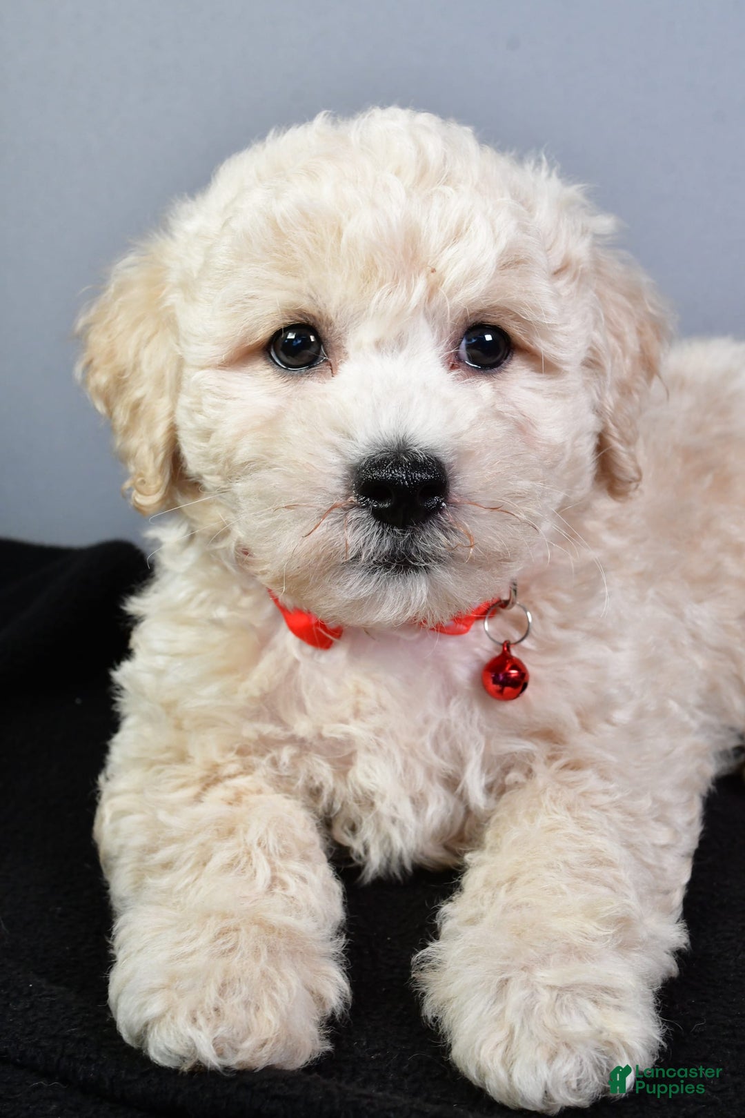 Bichpoo dogs for sale: Splash - Image 7