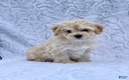 Bichpoo dogs for sale: Chase - Image 4