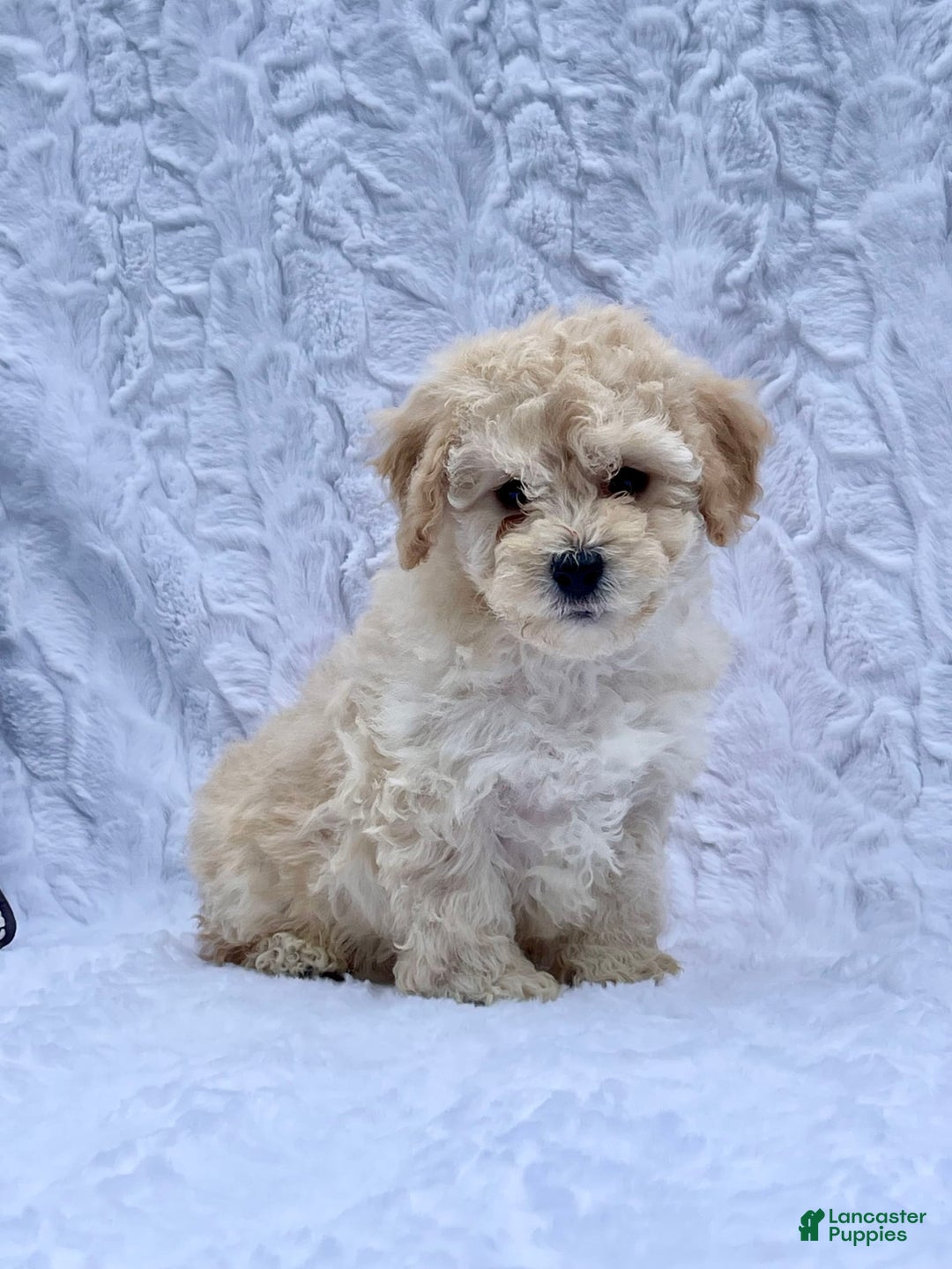 Bichpoo dogs for sale: Chase - Image 4