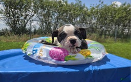 Olde English Bulldogge dogs for sale: Jp - Image 19
