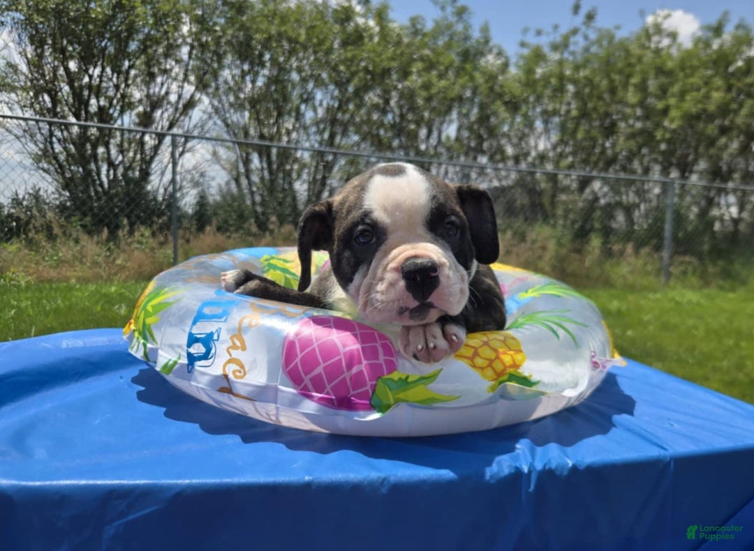 Olde English Bulldogge dogs for sale: Jp - Image 19