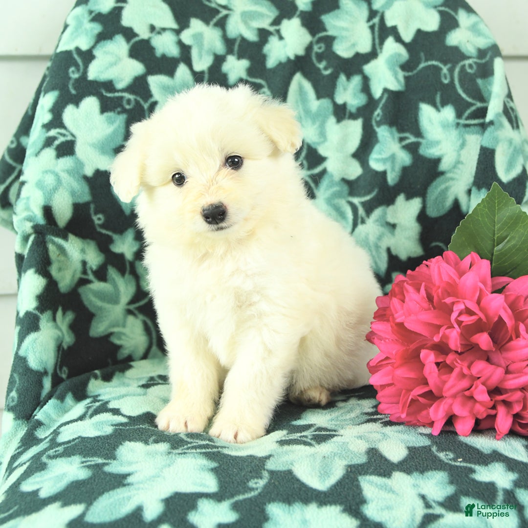 Eskipoo dogs for sale: Sweetheart - Image 2