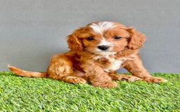 Cavapoo dogs for sale: Winston - Image 1