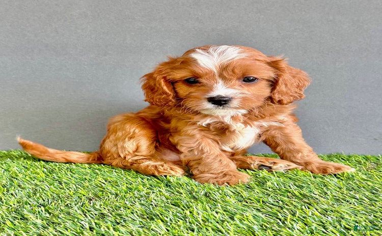 Cavapoo dogs for sale - Ad 1