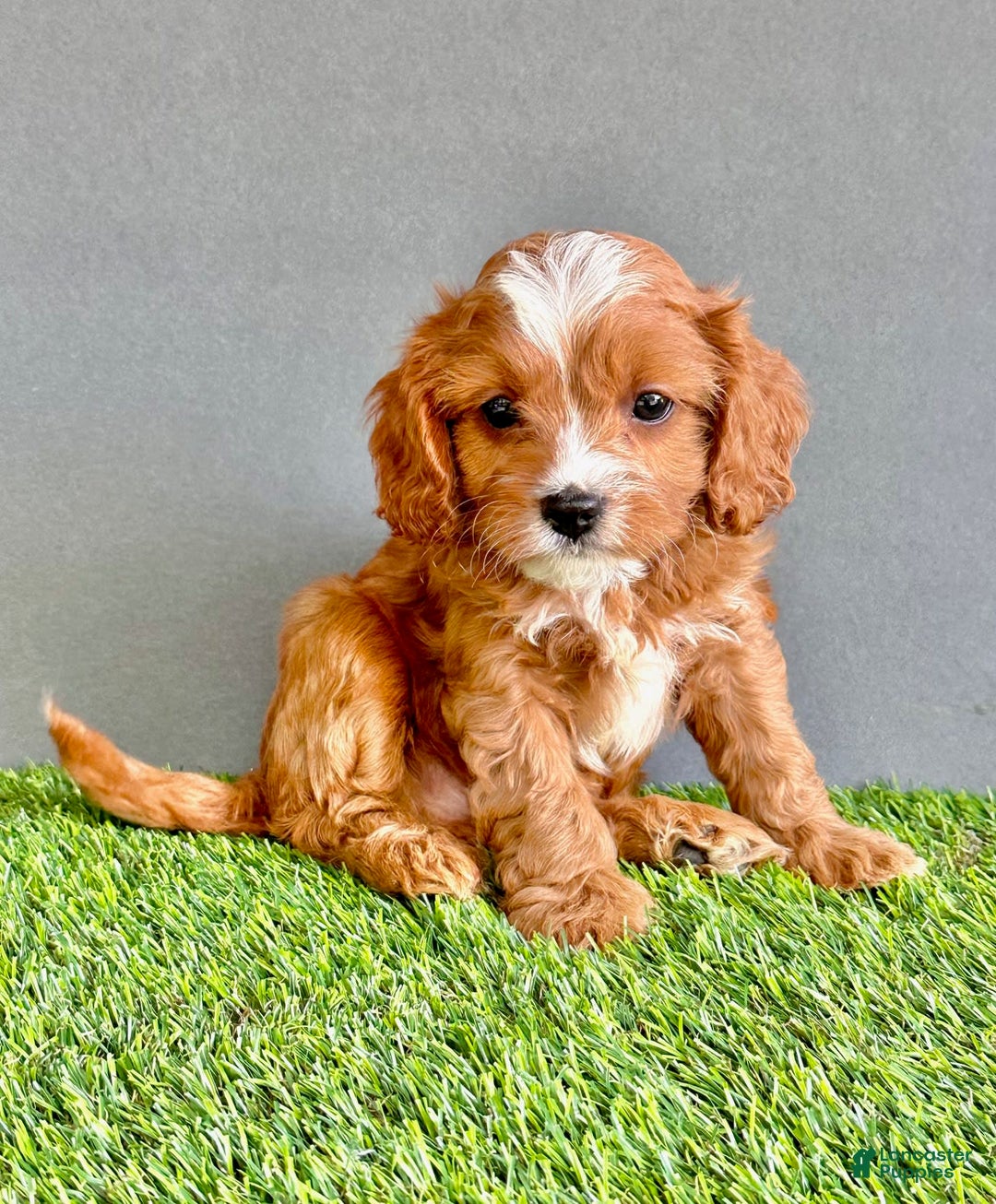 Cavapoo dogs for sale: Winston - Image 1