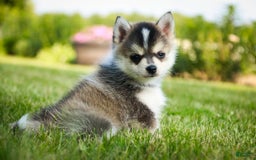 Pomsky dogs for sale: Fira - Image 16