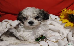 Maltipoo dogs for sale: Popeye - Image 2