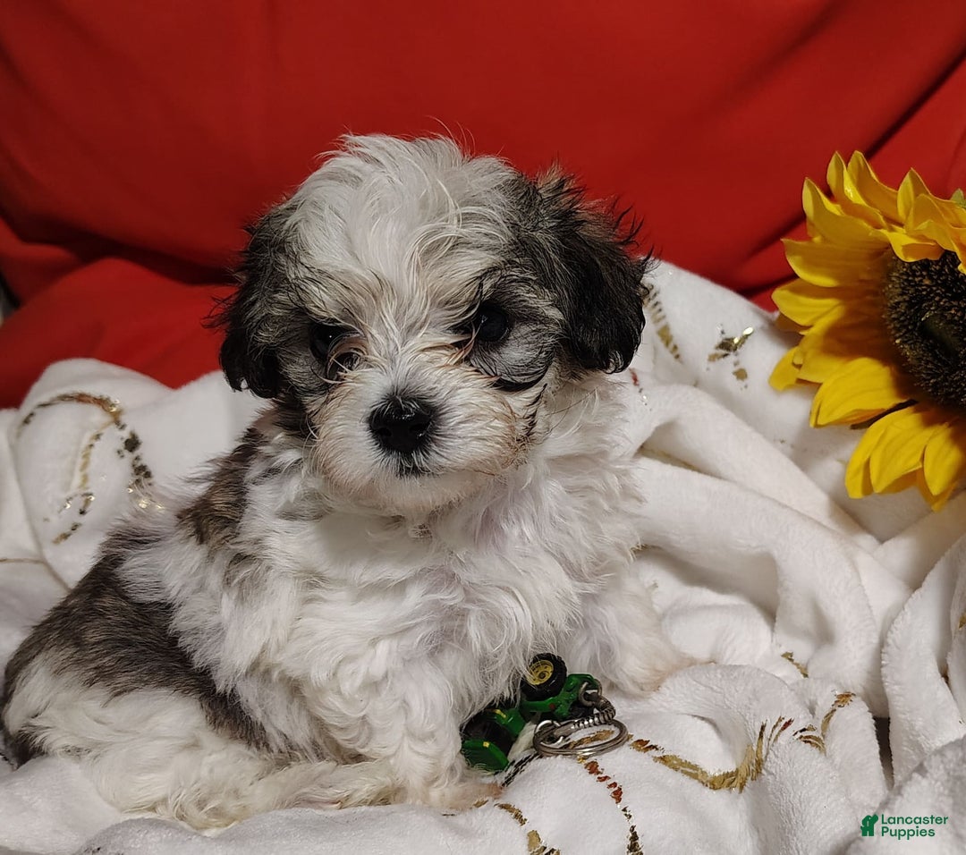 Maltipoo dogs for sale: Popeye - Image 2