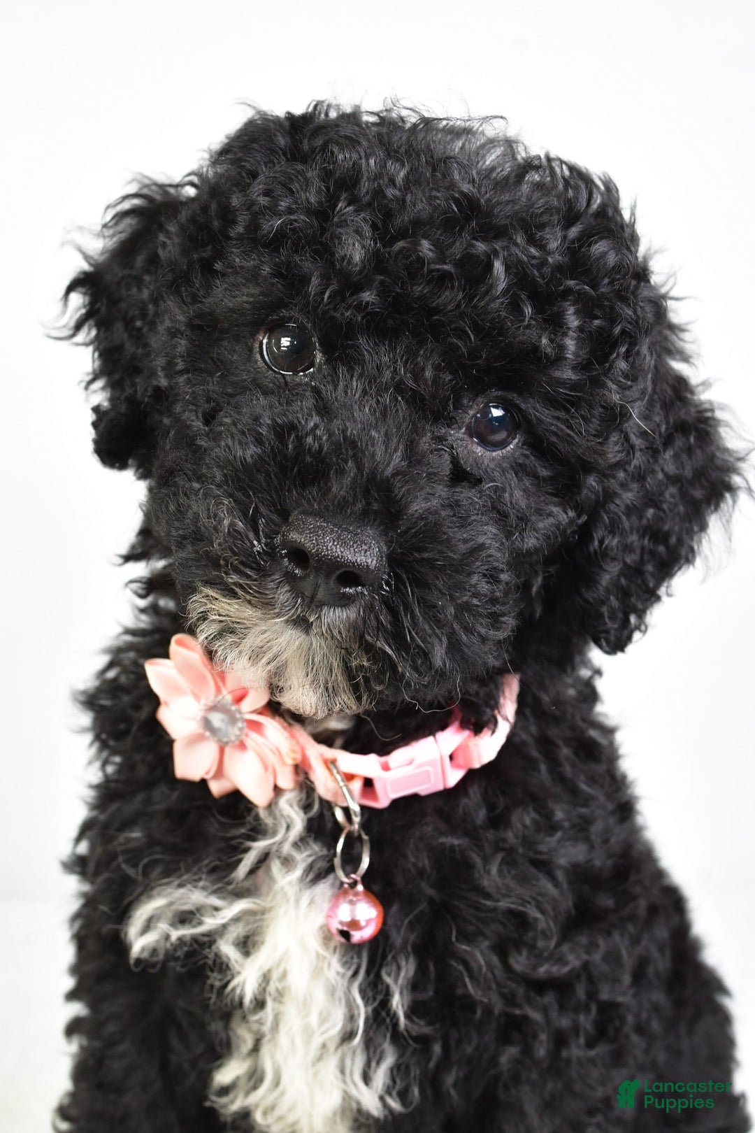 Miniature Poodle dogs for sale: Leah - Image 10