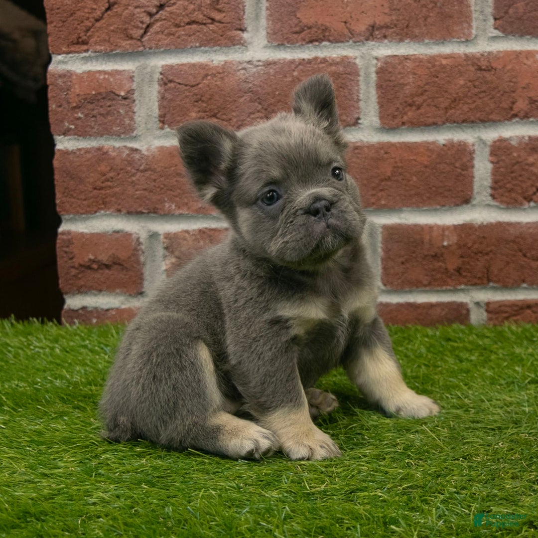 French Bulldog dogs for sale: Lola - Image 2