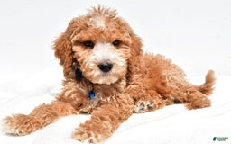 Mini Goldendoodle dogs for sale: Timmy - Image 7