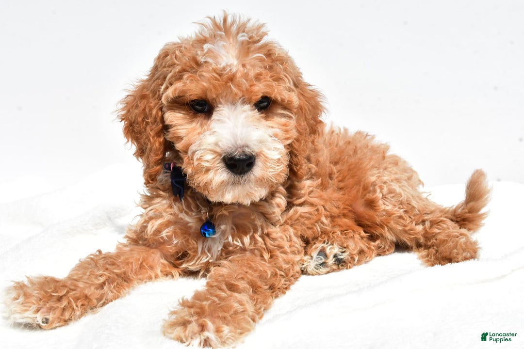 Mini Goldendoodle dogs for sale: Timmy - Image 7