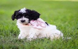 Goldendoodle dogs for sale: Orchid - Image 5