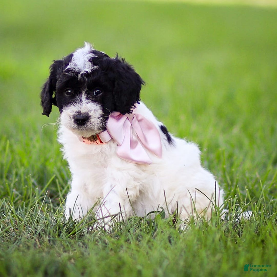 Goldendoodle dogs for sale: Orchid - Image 5