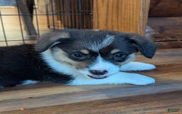 Welsh Corgi Pembroke dogs for sale: Jimmy - Image 6