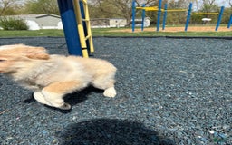 Miniature Australian Shepherd dogs for sale: Cooper - Image 6
