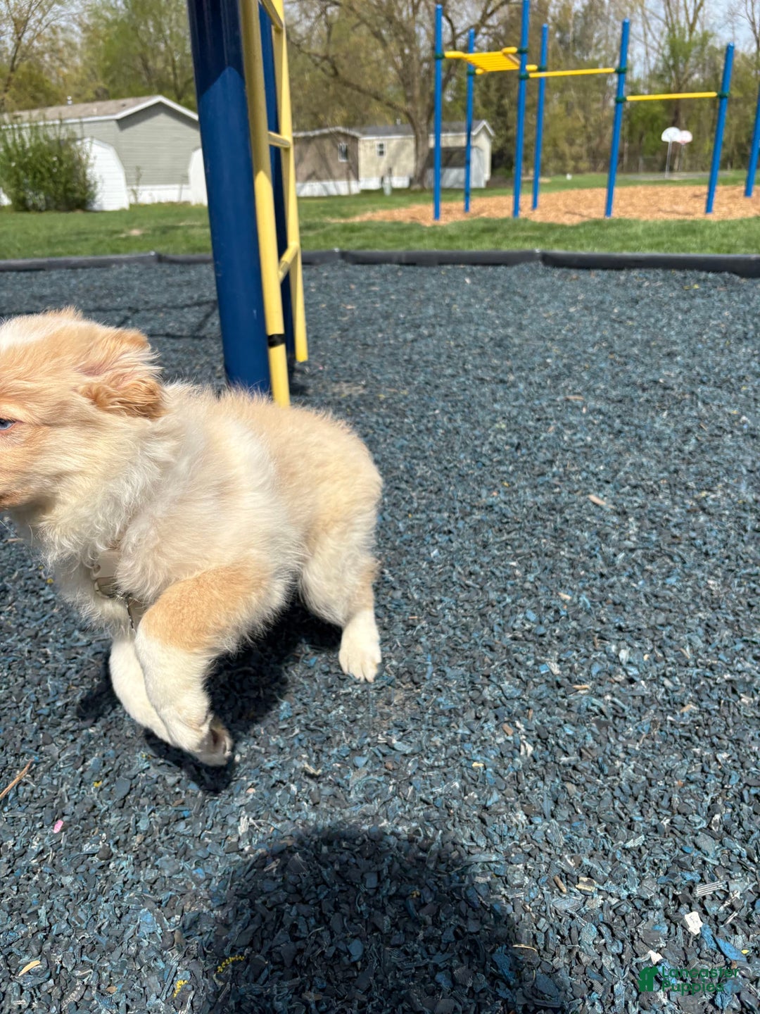 Miniature Australian Shepherd dogs for sale: Cooper - Image 6