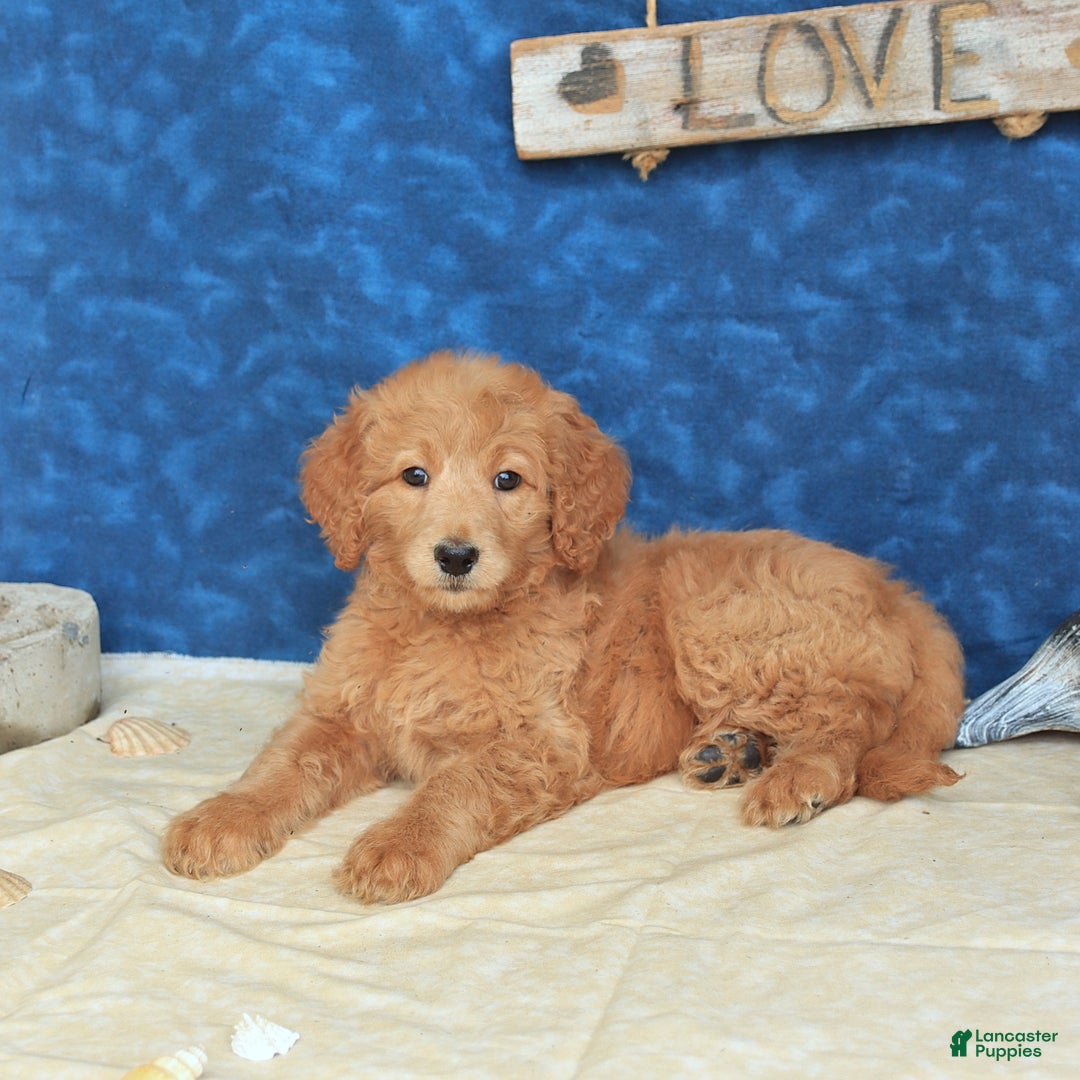 Goldendoodle dogs for sale: Lora - Image 3