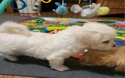 Cavachon dogs for sale: Destin - Image 1