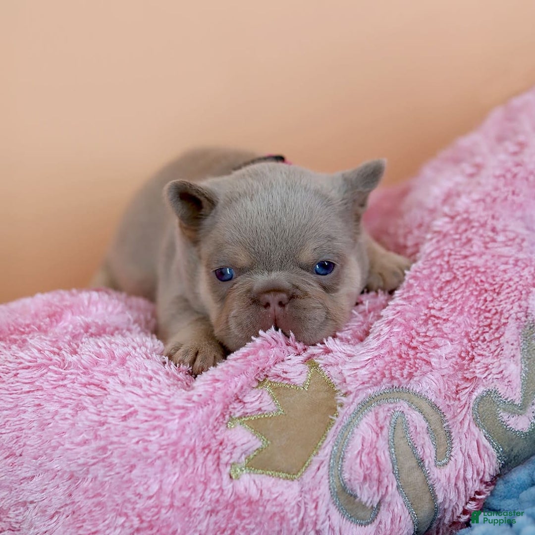 French Bulldog dogs for sale: Denise - Image 3