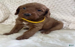 Goldendoodle dogs for sale: Rumsy - Image 3