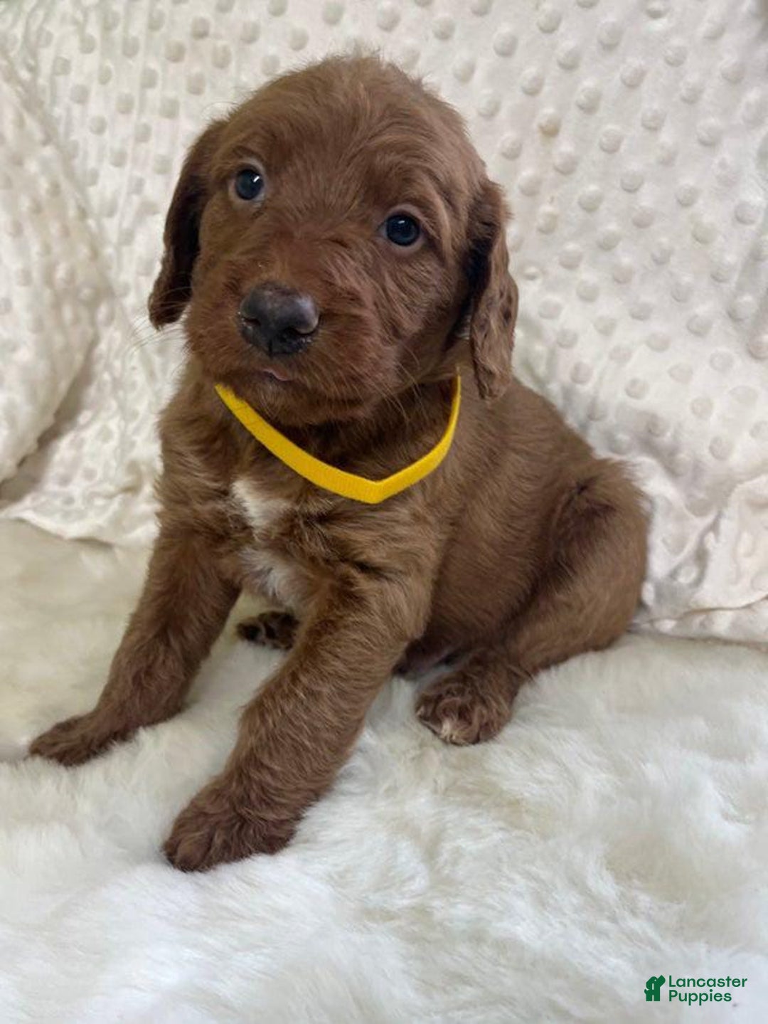 Goldendoodle dogs for sale: Rumsy - Image 3