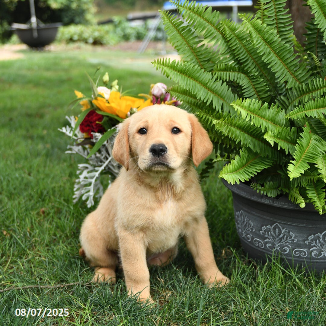 Goldador dogs for sale: Sophie - Image 3