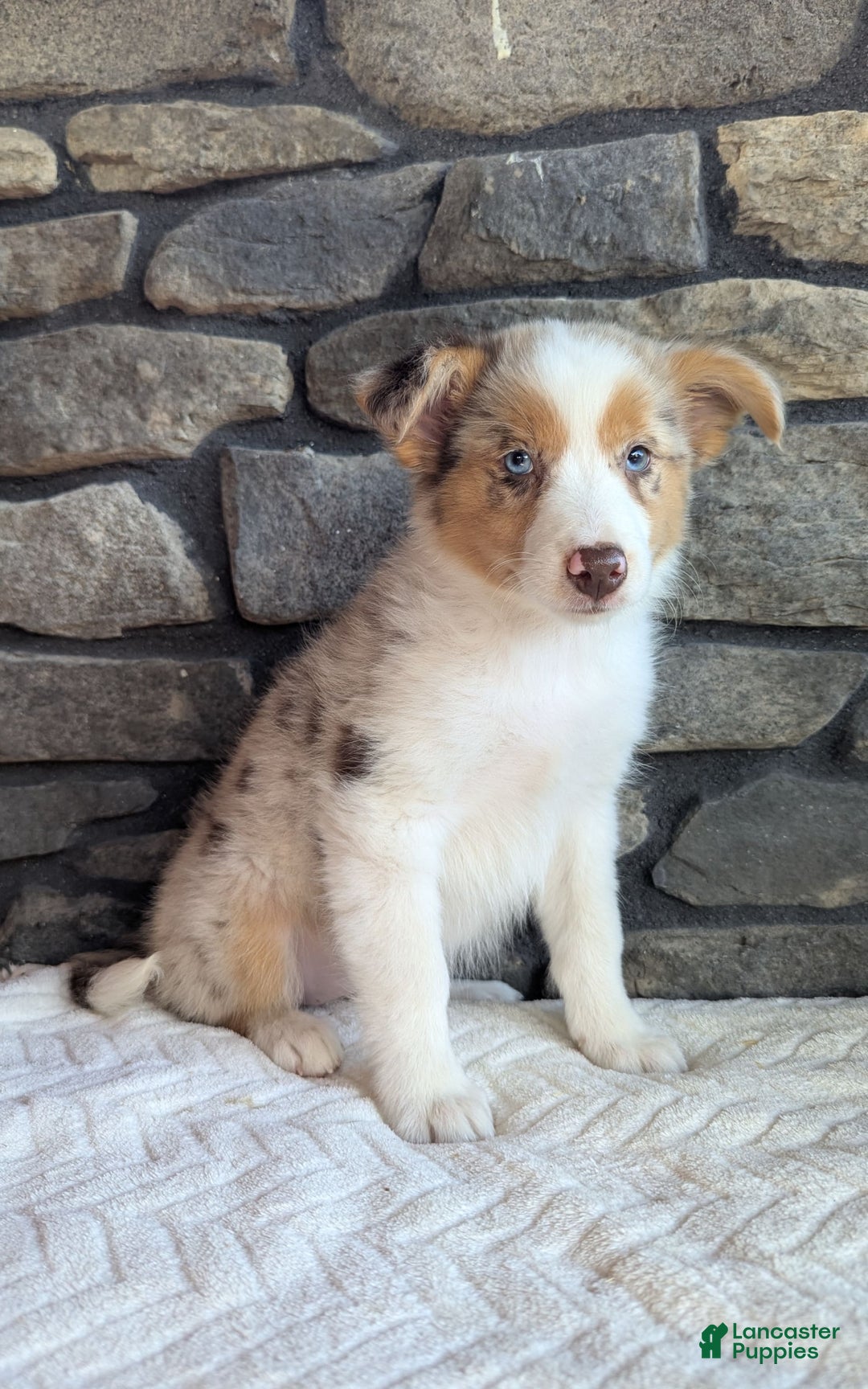 Australian Shepherd dogs for sale: Litty - Image 4
