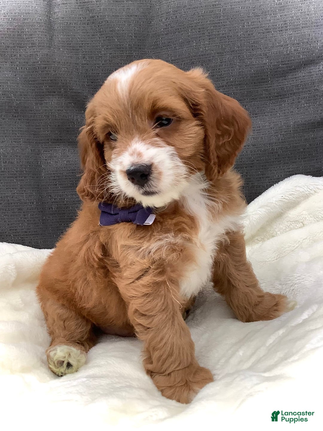 Cockapoo dogs for sale: Jake - Image 5