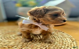 Maltipoo dogs for sale: Maxxy - Image 2