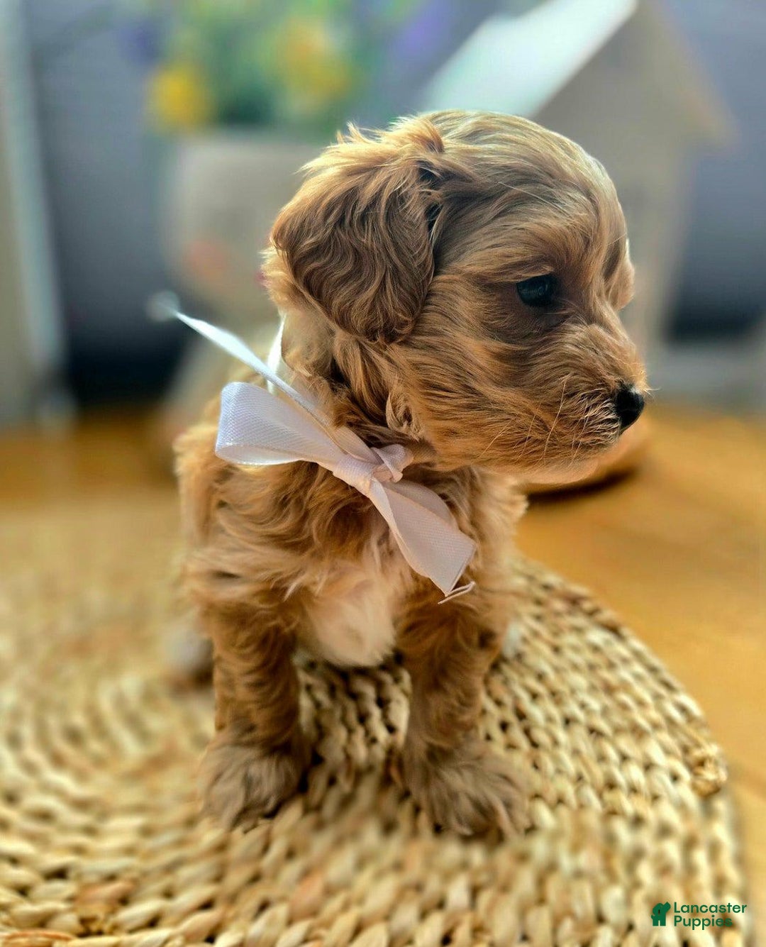 Maltipoo dogs for sale: Maxxy - Image 2