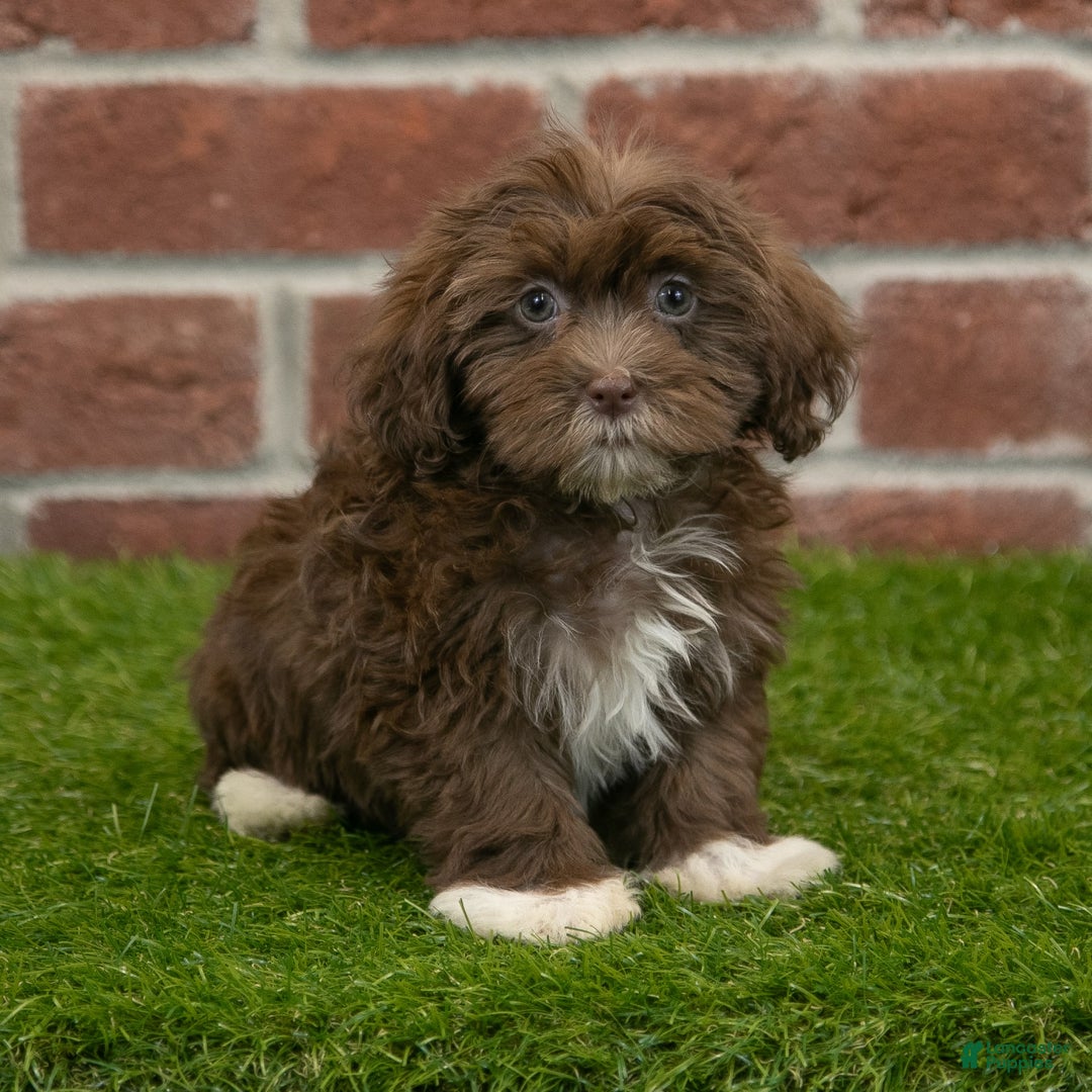 Havanese dogs for sale: Bambi - Image 2