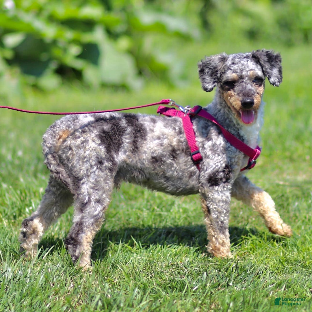 Mini Bernedoodle dogs for sale: Tabitha - Image 6