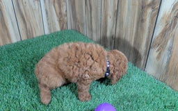 Miniature Poodle dogs for sale: Little Honey Girl 4 - Image 3