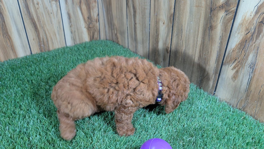 Miniature Poodle dogs for sale: Little Honey Girl 4 - Image 3