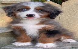 Mini Bernedoodle dogs for sale: 💛 In Boston Massachusetts 💛 One Blue Eye 💛 Mini Bernedoodle 💛 - Image 8